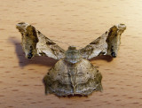 Kranandra oliveomarginata