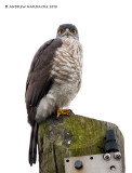 Crested goshawk