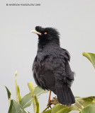 Crested myna