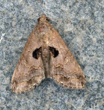 Odontodes aleuca