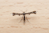 Nippoptilia vitis