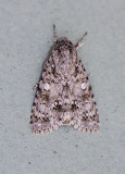 Acronicta pruinosa