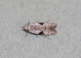 Gelechiidae - Anarsia sp. nr. isogona