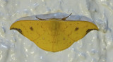 Tridrepana fulvata