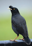 Crested myna
