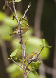 Japanese white eye