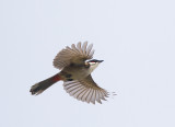 Red-whiskered bulbul