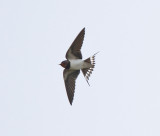 Barn swallow