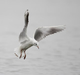 Black-headed gull
