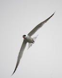 Caspian tern
