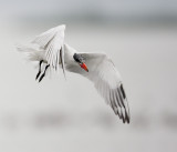 Caspian tern