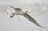Vega gull