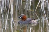 Little grebe