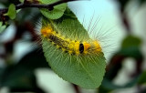 Third instar Calliteara horsfieldii