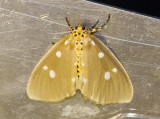 Tinolius hypsana