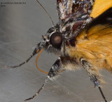 Sarbanissa albifascia