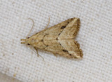 Luceria striata