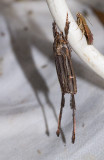 Aeolarcha eaphthalma.
