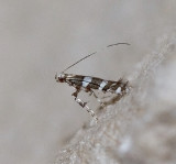 Telamoptilia cathedraea