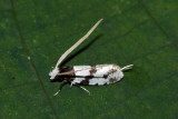 Thisizima sp. A
