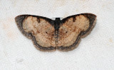Hydatocapnia sp.