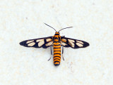 Amata polymita