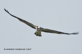 Osprey