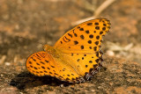 Indian fritillary