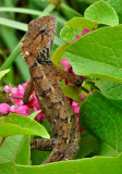 Calotes versicolor