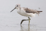 Greenshank