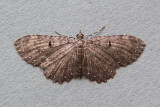 Collix griseipalpis
