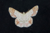 Pingasa ruginaria
