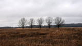 Five Trees of Fernald