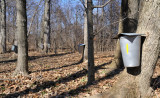 Maple Sap Buckets