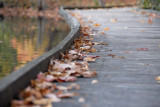 Walkway Autumn Curves