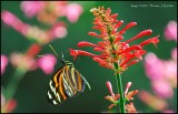 Butterfly on Flower.JPG