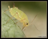 Aphid