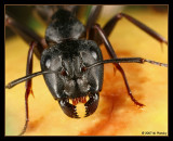 Camponotus pennsylvanicus portrait
