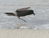 02 Turkey to Cormorant