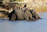 Elephant swim at Chobe National Park