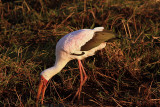Yellow billed stork, Botswana