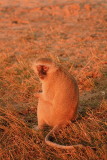 Vervet Monkey, Chobe National Park