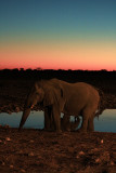 Elephant at the watering hole