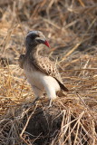 Hornbill, Zambia