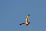 Tawny Eagle, Botswana