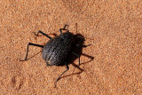 Namib desert beetle