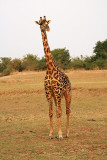 Giraffe, South Luangwa National Park