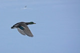 Mallard duck takes flight over the icy lake