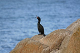 Cormorant at Pacific Grove