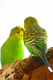 Budgerigar, Northern Territory